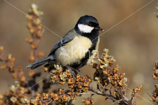 Koolmees (Parus major)