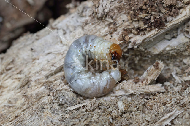 Small Stag Beetle (Dorcus parallelipipedus)