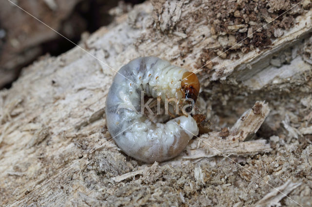 Small Stag Beetle (Dorcus parallelipipedus)