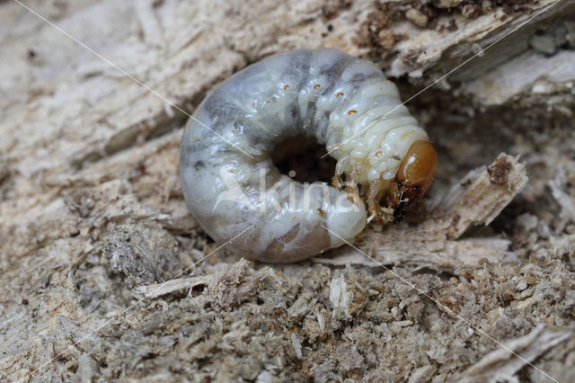 Klein vliegend hert (Dorcus parallelipipedus)