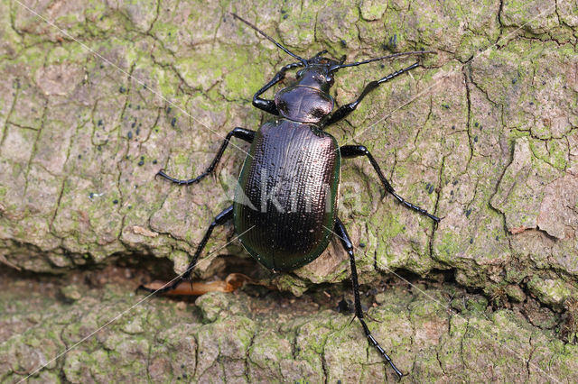 Caterpillar-hunter (Calosoma inquisitor)
