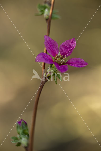 Prachtframboos (Rubus spectabilis)