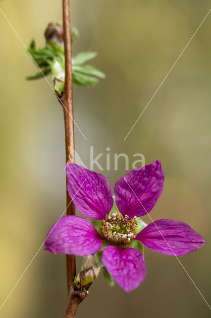 Prachtframboos (Rubus spectabilis)