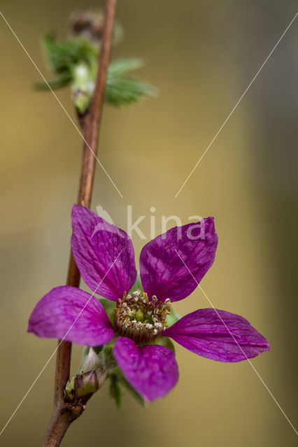 Prachtframboos (Rubus spectabilis)