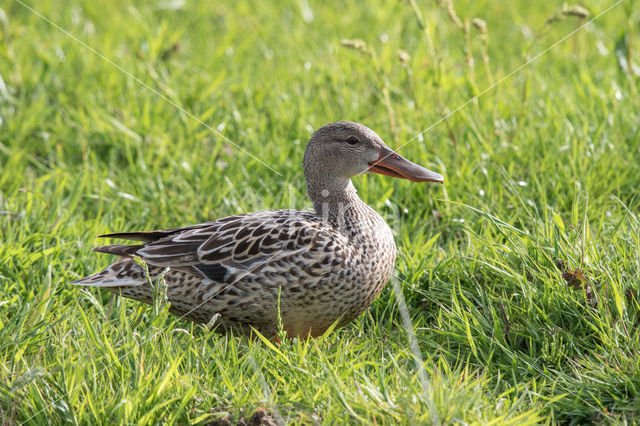 Northern Shoveler (Anas clypeata)