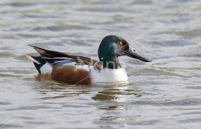 Slobeend (Anas clypeata)