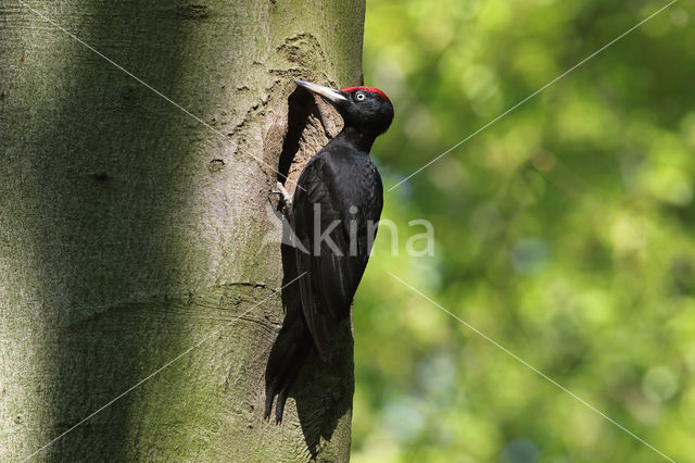 Black Woodpecker (Dryocopus martius)