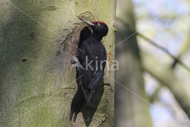 Black Woodpecker (Dryocopus martius)