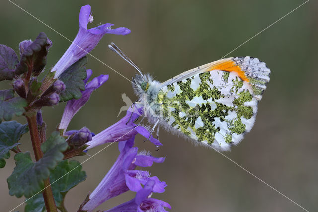 Oranjetipje (Anthocharis cardamines)