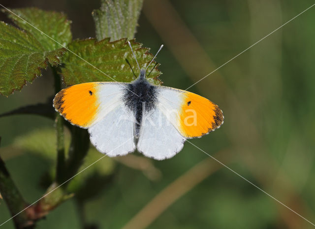 Oranjetipje (Anthocharis cardamines)