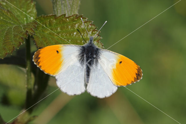 Orange-tip (Anthocharis cardamines)