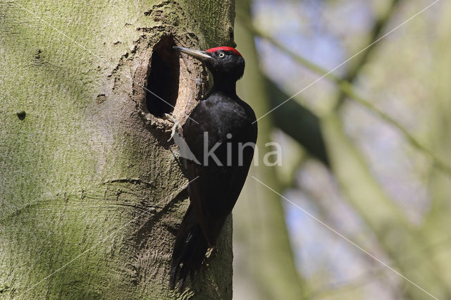 Black Woodpecker (Dryocopus martius)