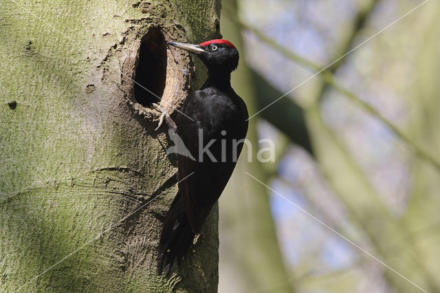 Black Woodpecker (Dryocopus martius)