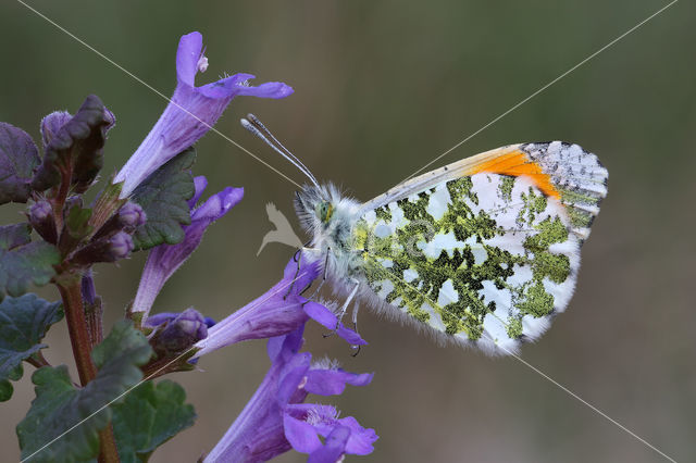 Oranjetipje (Anthocharis cardamines)