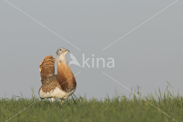 Great Bustard (Otis tarda)