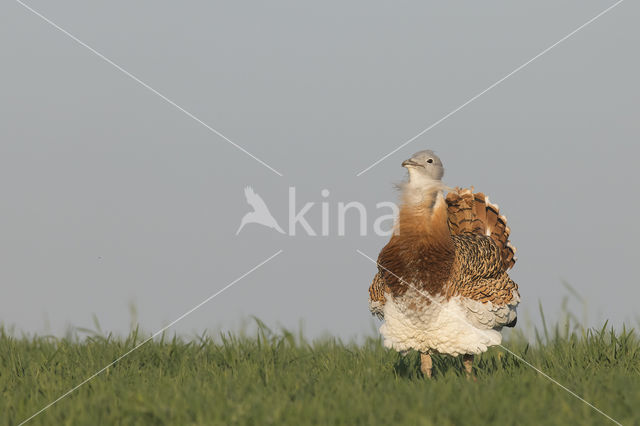 Great Bustard (Otis tarda)