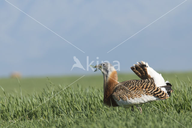 Great Bustard (Otis tarda)