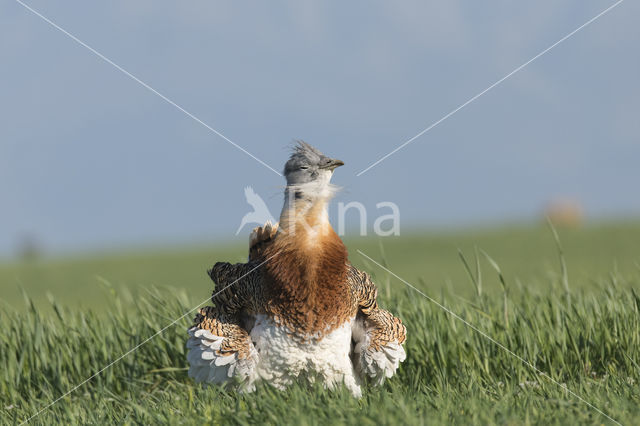 Great Bustard (Otis tarda)