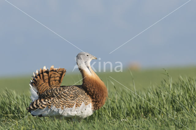 Great Bustard (Otis tarda)