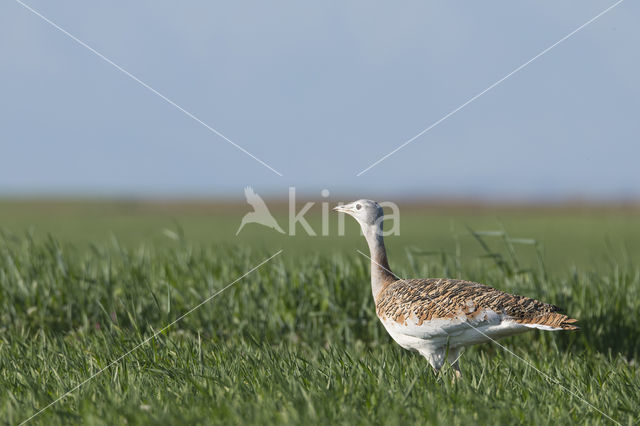 Great Bustard (Otis tarda)