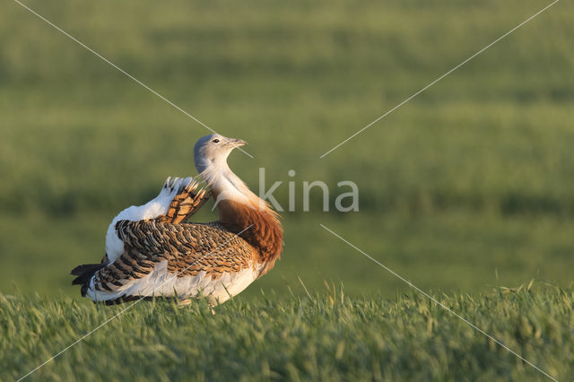 Great Bustard (Otis tarda)