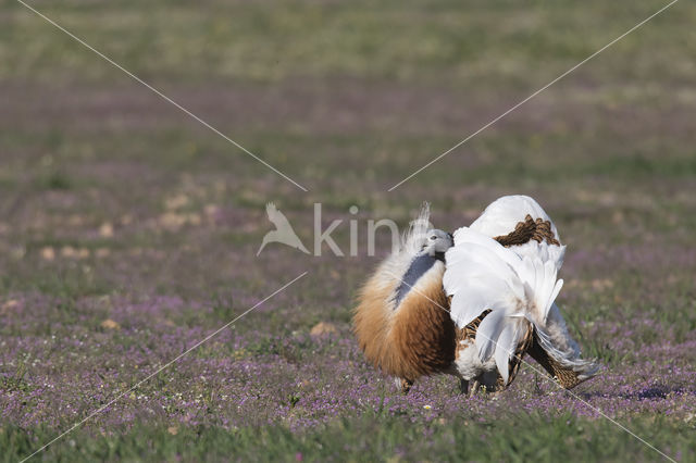 Great Bustard (Otis tarda)