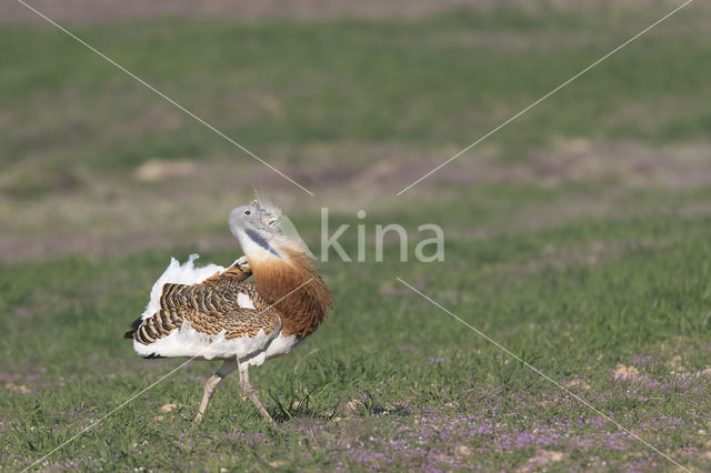 Great Bustard (Otis tarda)