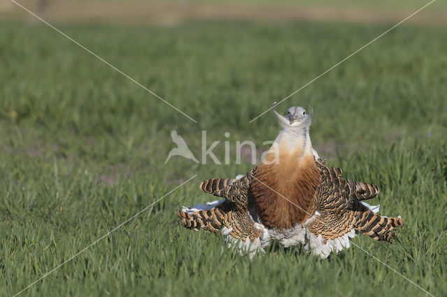 Great Bustard (Otis tarda)