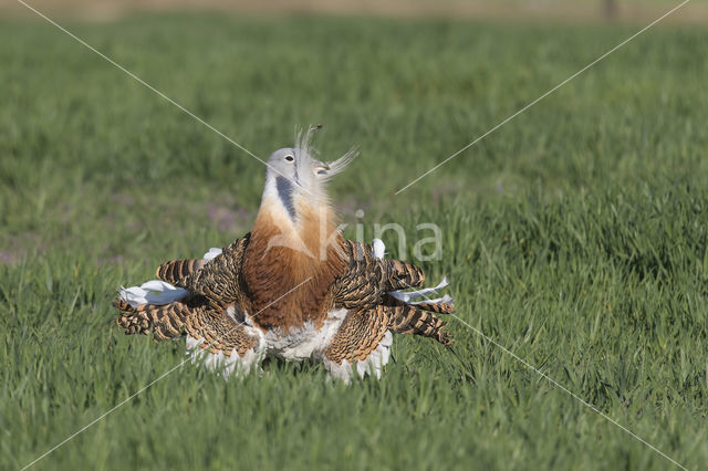 Great Bustard (Otis tarda)