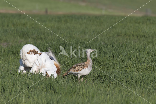 Great Bustard (Otis tarda)