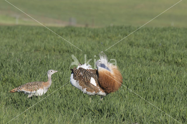 Great Bustard (Otis tarda)