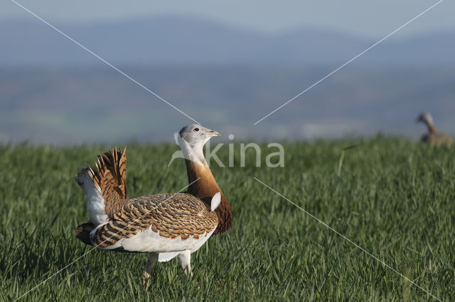 Great Bustard (Otis tarda)