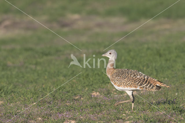 Great Bustard (Otis tarda)