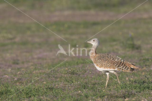 Great Bustard (Otis tarda)