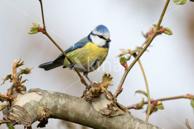 Blue Tit (Parus caeruleus)