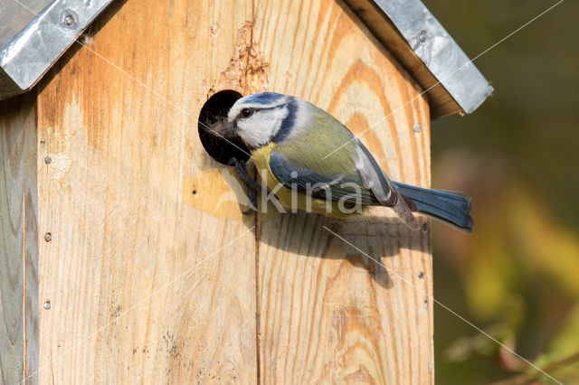 Blue Tit (Parus caeruleus)