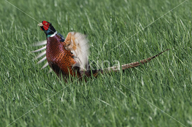 Zwarte Specht (Dryocopus martius)