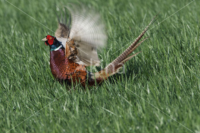 Zwarte Specht (Dryocopus martius)