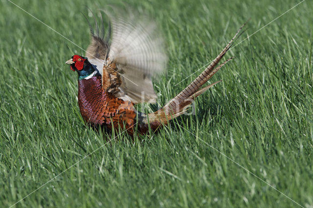 Zwarte Specht (Dryocopus martius)