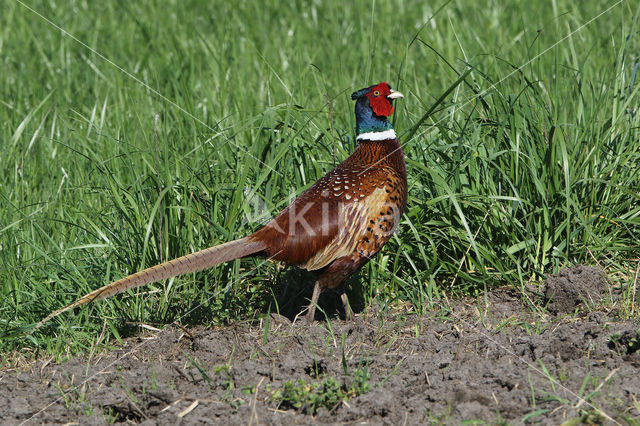 Ring-necked Pheasant (Phasianus colchicus)