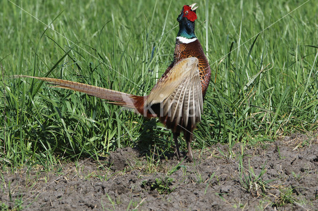 Ring-necked Pheasant (Phasianus colchicus)