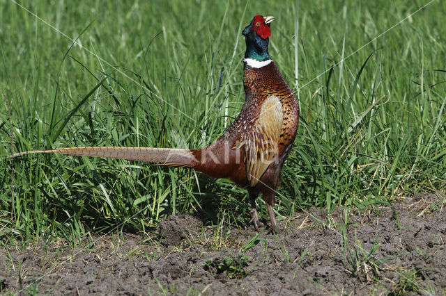 Ring-necked Pheasant (Phasianus colchicus)