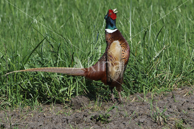 Ring-necked Pheasant (Phasianus colchicus)