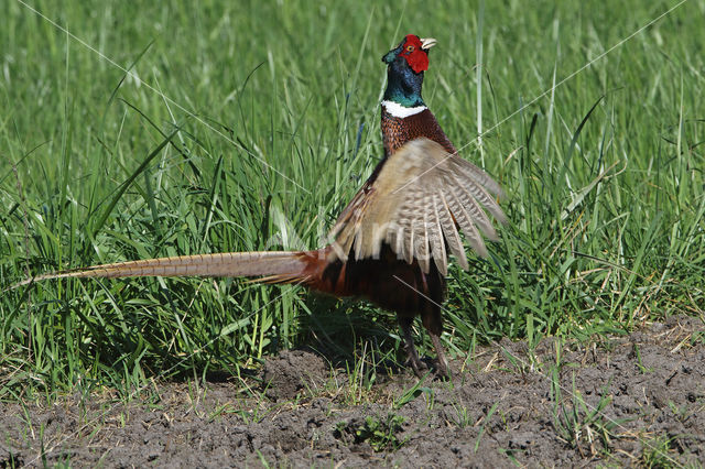 Ring-necked Pheasant (Phasianus colchicus)