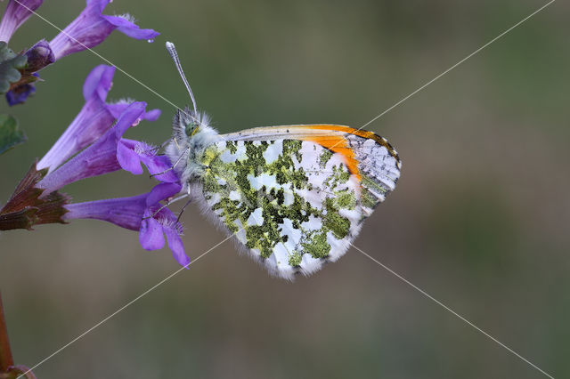 Oranjetipje (Anthocharis cardamines)