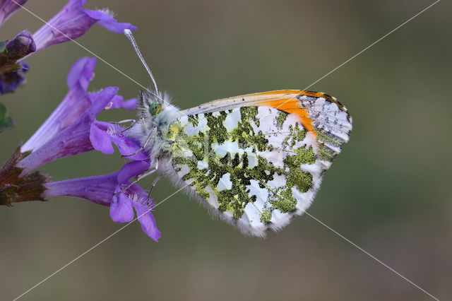 Oranjetipje (Anthocharis cardamines)