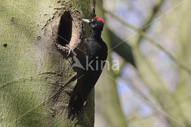 Black Woodpecker (Dryocopus martius)