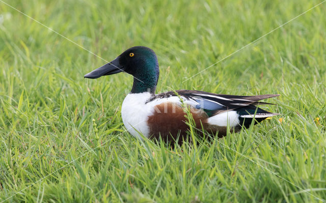 Slobeend (Anas clypeata)