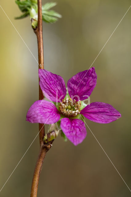 Prachtframboos (Rubus spectabilis)