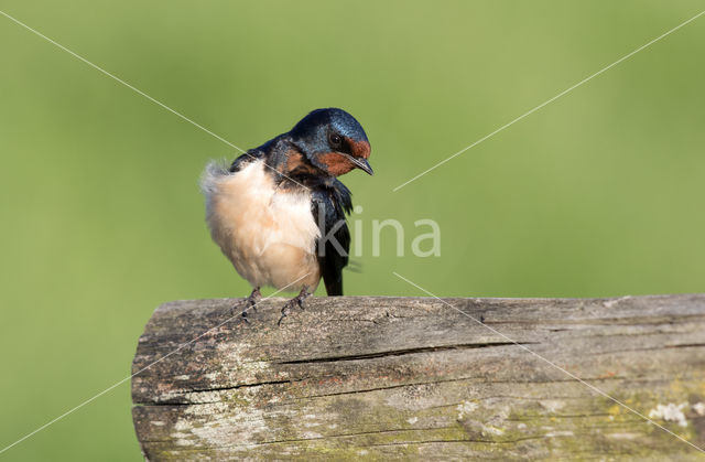 Boerenzwaluw (Hirundo rustica)